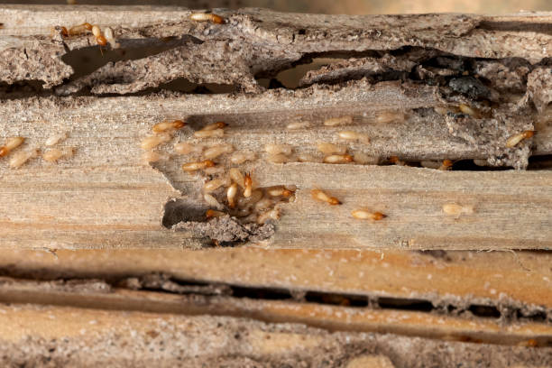 Best Bed Bug Extermination  in Leadwood, MO